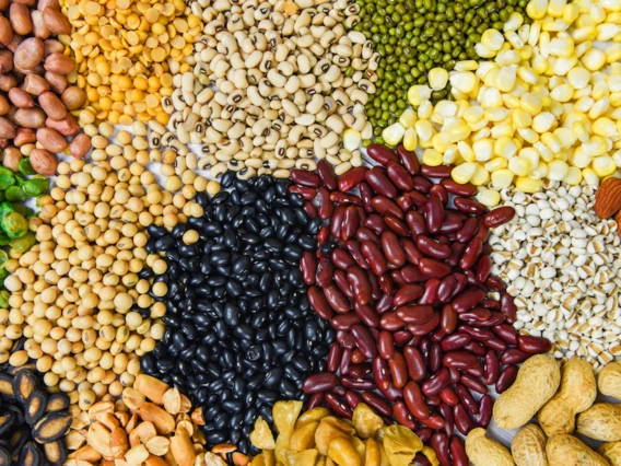 Display of different kinds of dried pulses