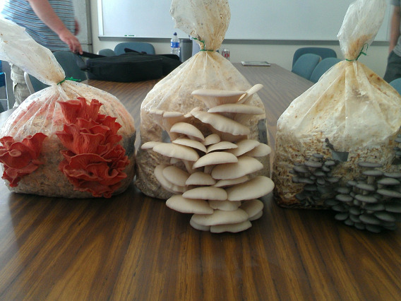 Bags of red, white and blue mushrooms on a table.